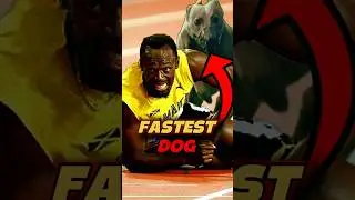 What is The Fastest Dog in the World?