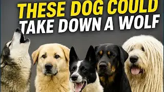 5 Dog Breeds That Could Defeat a Wolf