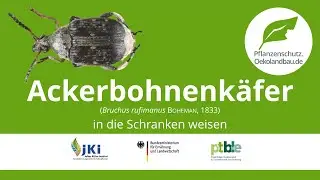 Ackerbohnenkäfer in die Schranken weisen