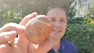 Дневник дачника часть 26