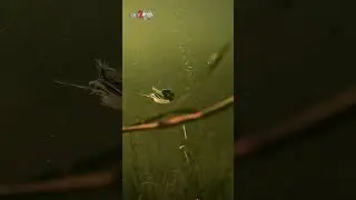 NEW Z-Man ChatterBait Elite EVO with the ChatterSpike Trailer