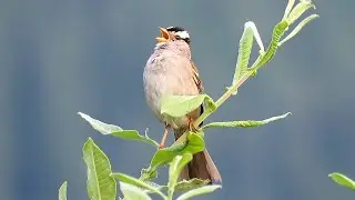 White Crowned Sparrow Singing