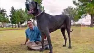 Топ 5 самых большых собак мира