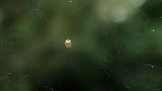 jumping spider Boulder