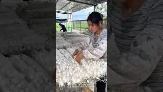 Silkworm cocoons: harvesting for silk production