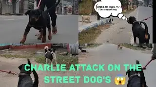 Charlie attack on the Street Dog's 😱😱 in Morning walk time // Morning walk with a Rottweiler ❤️