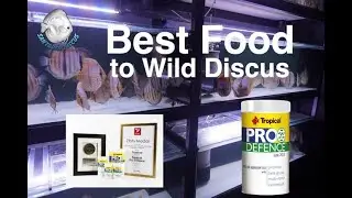 Pro Defence the Best Food to Wild Discus available in www.santaremdiscusplus.com