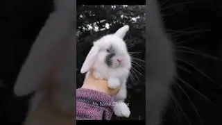 White Bunny with blue eyes 🐇🥺🌸#cutebabystatus #bunny #subscribe @my_bunnys03vlogs #viralshorts