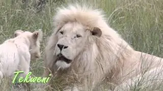 Tekweni TV Stock Footage