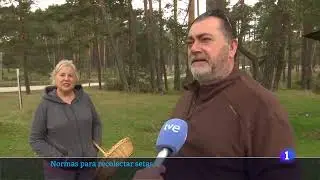 21-10-2024_CYL_Normas para recolectar setas en #Soria