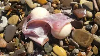 Baby Skates in a Mermaid Pouch Found Stranded on Beach