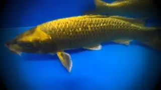 Karishigoi Koi Carp from Madan Koi in Israel - Mitchkoi