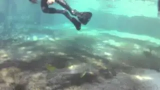 Diving /swimming with Manatees Crystal River ( Three Sisters Springs )  1-13