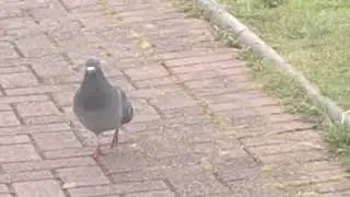 Pigeon on the drive way ❣️ #scotland #pigeon #nature #birdwatch #birds 