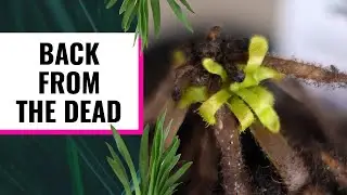 Zombie Sundew Back from the Dead? Carnivorous Plant Rescue