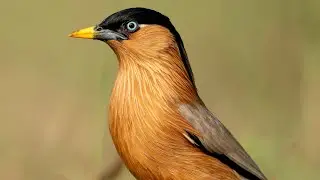 A Close Encounter with Brahminy Starling | Unexpected Birding Moment in Vizag #vizag bird photos 