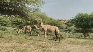 The camel is moving#tharparkar #camel's#youtubevideo