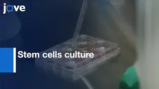 Human Pluripotent and Neural Stem cells culture | Protocol Preview