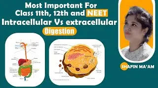 Intracellular Vs extracellular digestion Most Important for Class 11th and 12th and Neet Exam