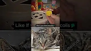 SUBSCRIBE If you Hate Brocolies  #cat #memes #funny #bombastic  #ohio