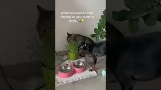 Cat and Dog life #shorts #diet #summer #body #salad #pets