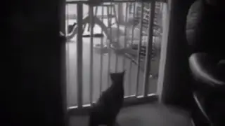 Funny Cat Jump |Cats Funny Animals Fails | Cat Funny Videos 2017