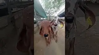 Gir Cow Calf 😍 | Cute Cow Baby | Gujarat Gir Cow #shorts #gircow #cow #dairyfarm #youtubeshorts