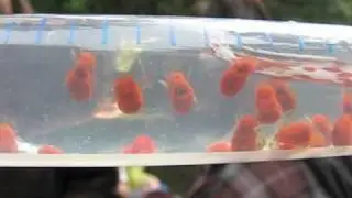 Big Red Water Mites, Trombidiformes?