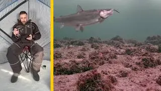 The Most Aggressive Fish I've Ever Caught on Camera (And Why I Disappeared)