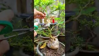 Result of air layering after 23 days #bonsai #bonsaitree #airlayering #grafting #winatabonsai