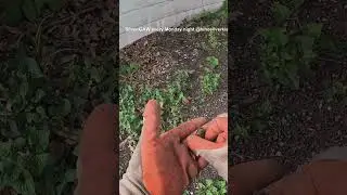 Found ELEPHANT MEDALLION While Metal Detecting &ndash; Here's What Happened