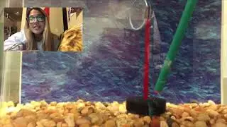 Muriel the Goat: Fish Training Video