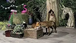 Fox Cub Toffee with mum Amber rudely interrupted by the most handsome Bracken. What a view! 🦊🦊🦡🐾🐾❤️