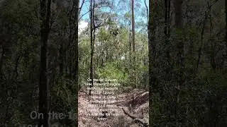 US General Douglas MacArthur visited Camp Strathpine in 1944. Fox holes found.