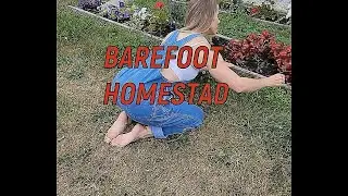 Усадьба босиком! Работаем босиком в саду и поле #босоногиежизни #ходьбабосиком #босиком