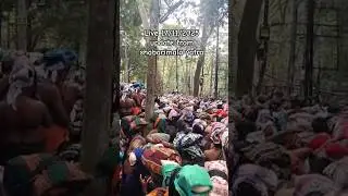#swamiyesaranamayyappa #viralvideo #sabarimala #ayyappa #tamil #kerala #live #ayyappaswamysongs