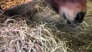 Fütterung Robustpferde