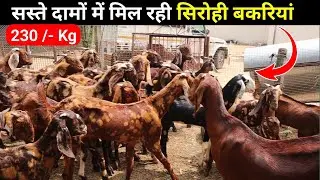 सस्ते दामों में सिरोही बकरियां उपलब्ध || Cheapest Sirohi Goat