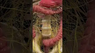 Colon Peristalsis & Nervous System | 3D Animation  #medicalanimation #anatomy