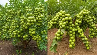 🌱 Grow Guava Tree Fast from Guava | Simple Home Method 🌱 #livestream #live