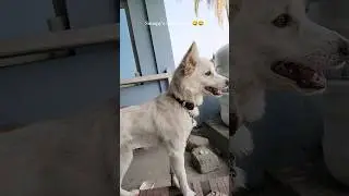 My dog inner feeling #snoopy #trending #shorts #viral #popular #youtube #puppy #dog #dogs #dogdance