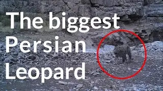 The biggest Persian Leopard in the Tandooreh National Park | Iran