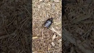 Tesař&iacute;k piluna v lesn&iacute; opadance | Tanner beetle in Forest Litter #piluna #beetle #forest #running