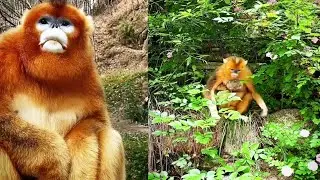 Cute golden snub-nosed monkey eating food-EP.32 [ Shorts Video New ]