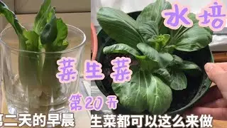 种油菜【油菜种植】菜生菜#无需购买种子#超市买来就能种的上海青#水培出根种植蔬菜#还可以自己留种子，新手必试