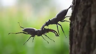 Combattimento tra cervi volanti