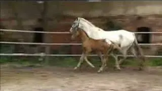 Knabstrupper colt
