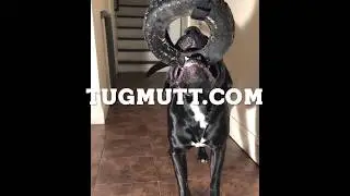 Tugger XL - Handheld Spring Pole for Dogs