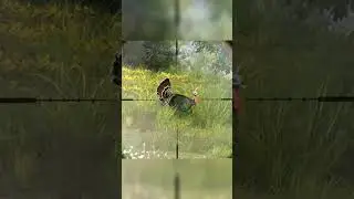 Hunting Wild turkey - Way Of The Hunter  - Hunting Clash #animals #hunting #gaming
