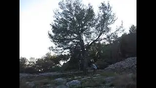 Bio Bor